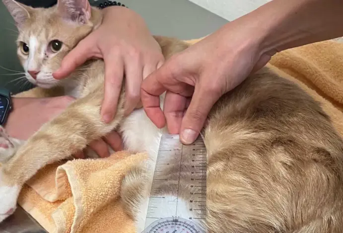 Como a osteoartrite em gatos se manifesta?