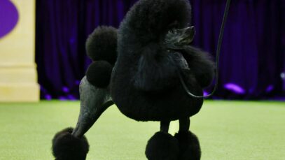 Poodle vence campeonato
