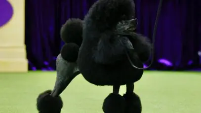 Poodle vence campeonato