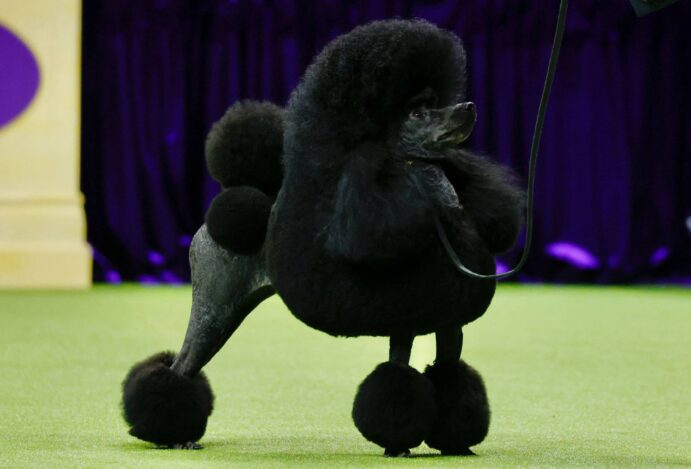 Poodle vence campeonato