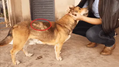 Queda de pelos em cães: entenda as causas