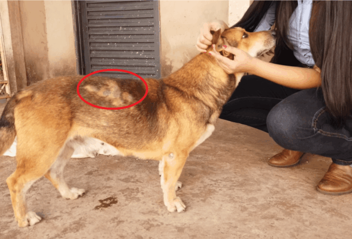 Queda de pelos em cães: entenda as causas