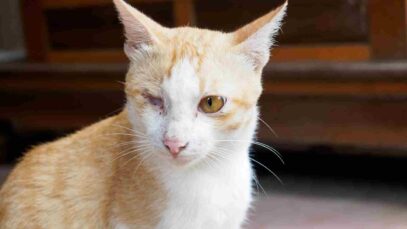FIV Felina