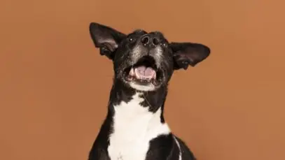 Orelhas do cachorro