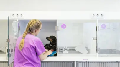 SP monta hospital veterinário de campanha no RS