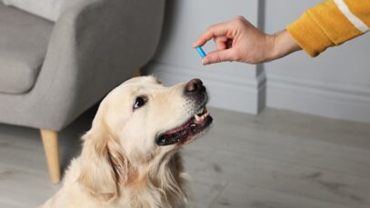 Dicas para dar remédio para cachorro ou pet