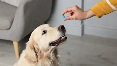 Dicas para dar remédio para cachorro ou pet