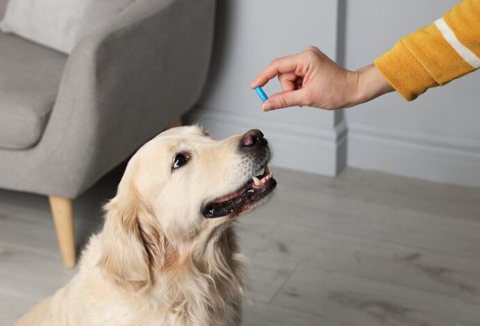 Dicas para dar remédio para cachorro ou pet