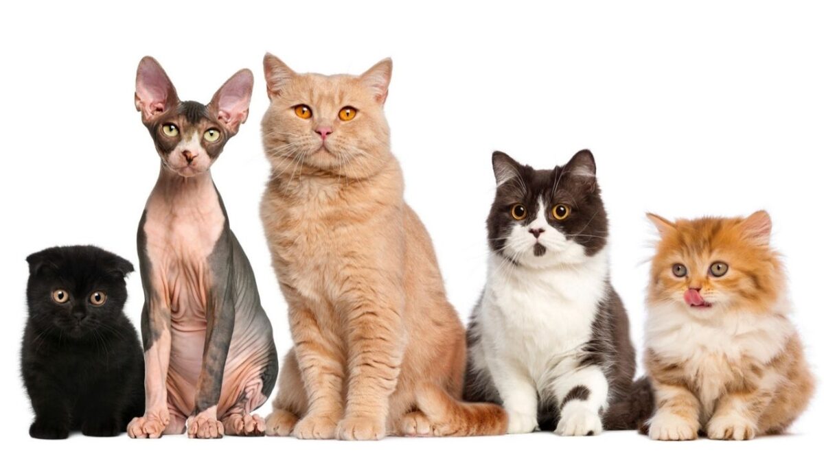 Raças de gato que vivem mais