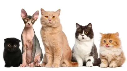 Raças de gato que vivem mais