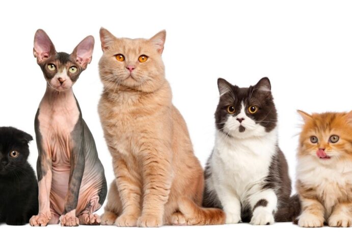Raças de gato que vivem mais