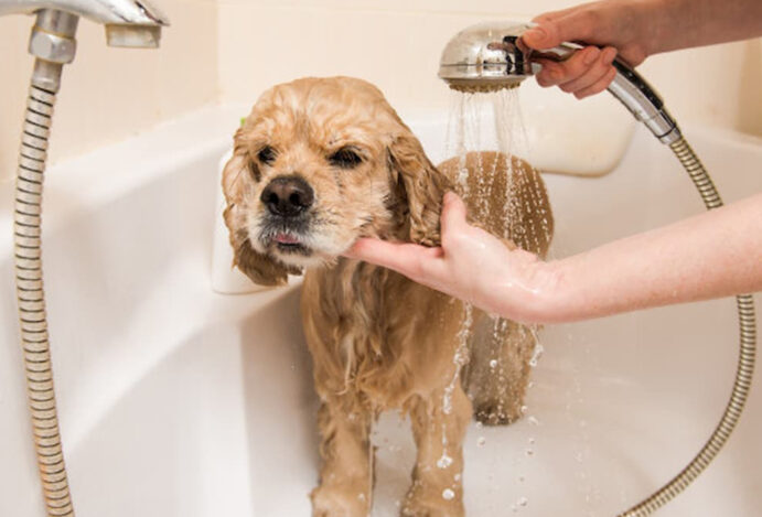 dar o primeiro banho no filhote de cachorro