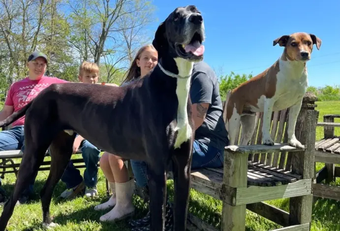 Cachorro mais alto do mundo