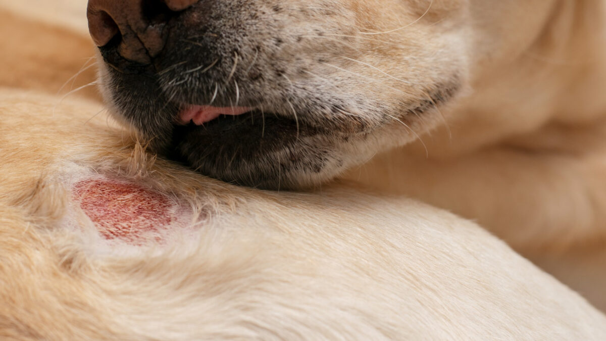 Cushing em cães saiba mais