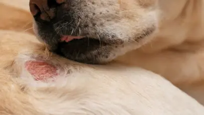 Cushing em cães saiba mais