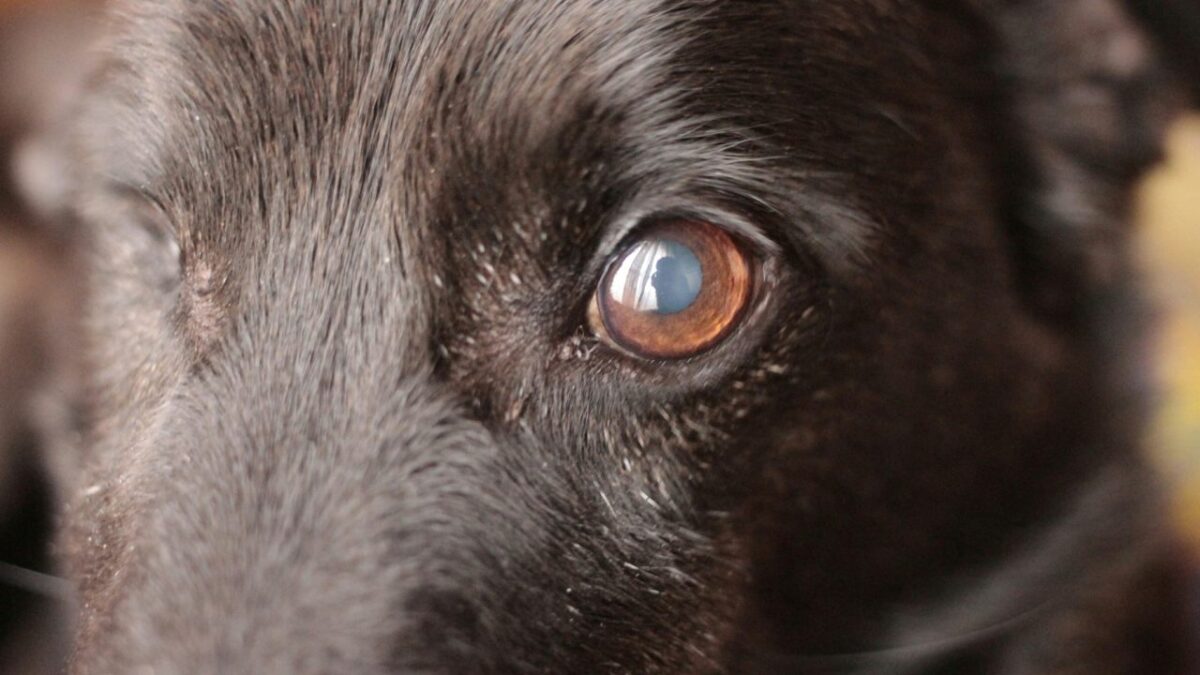 Catarata em cachorro