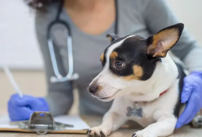 nova regra para veterinários na reforma tributária