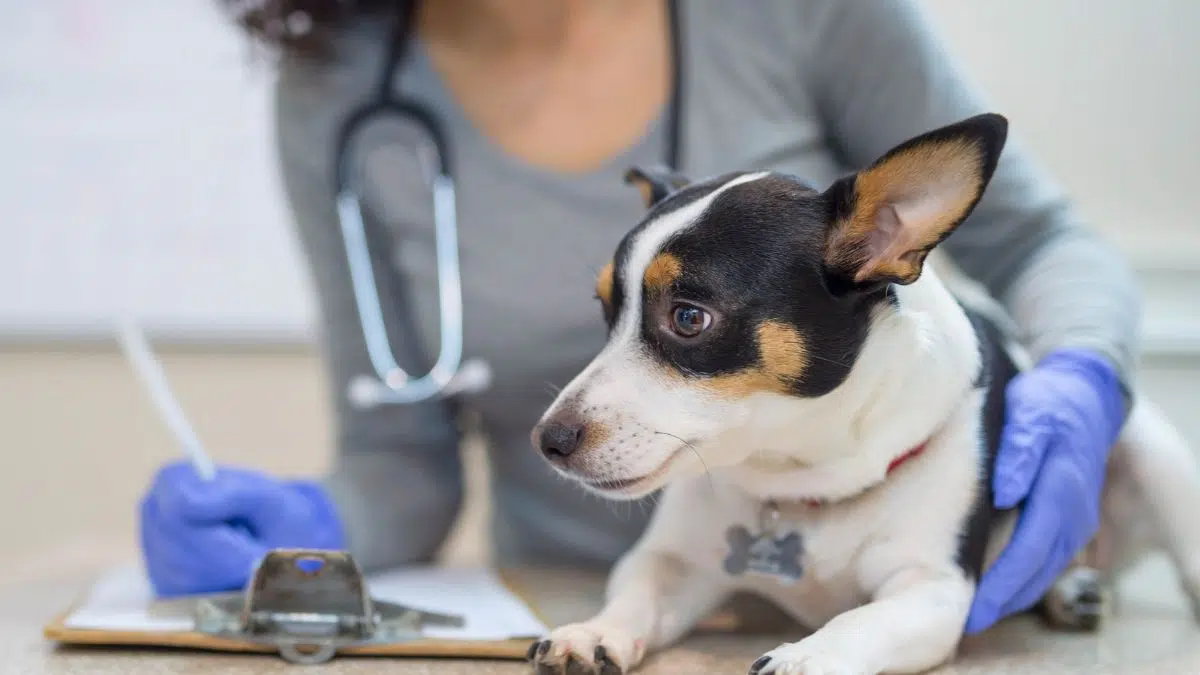 nova regra para veterinários na reforma tributária