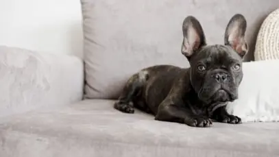 morte de cão