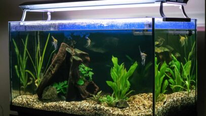 Dicas para cuidar de aquario de peixe