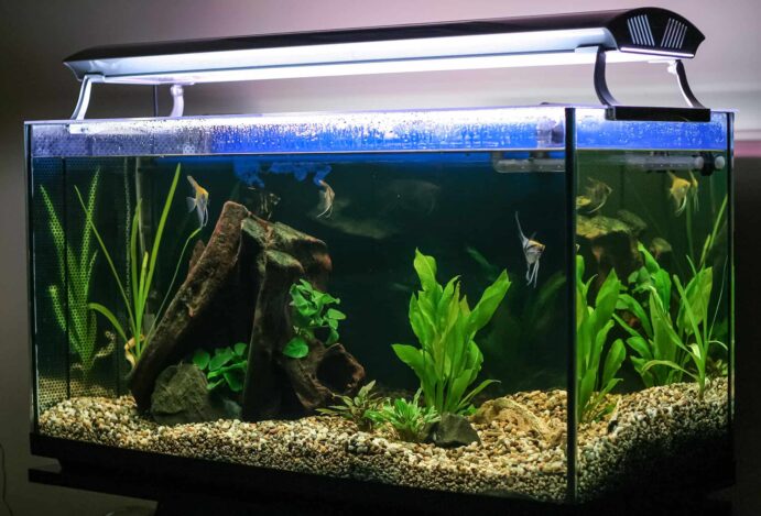 Dicas para cuidar de aquario de peixe