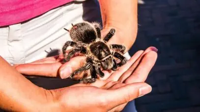 Aranha de estimação