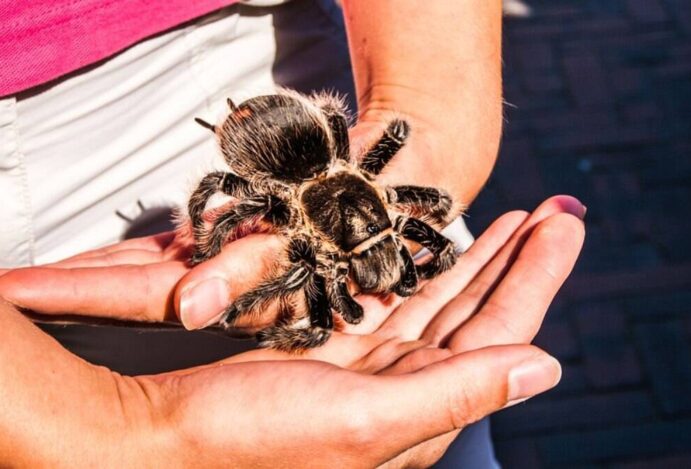 Aranha de estimação