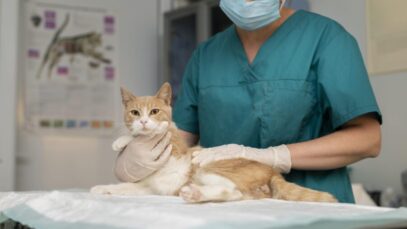 Castração de pets