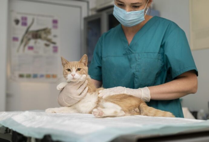 Castração de pets