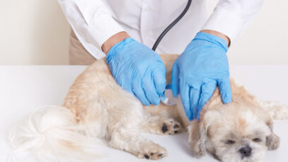 Envenenamento de cães