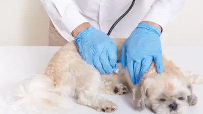 Envenenamento de cães