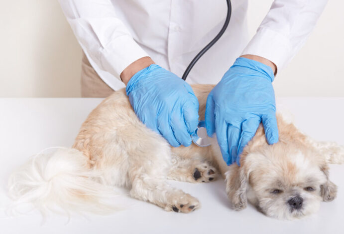 Envenenamento de cães