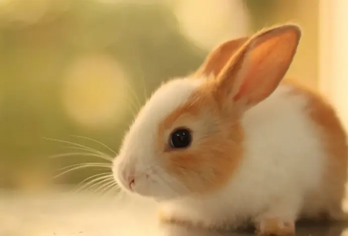 Coelho como pet