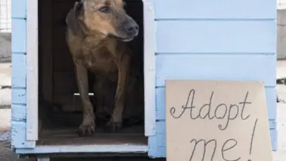Animais resgatados