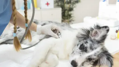 programa meu pet