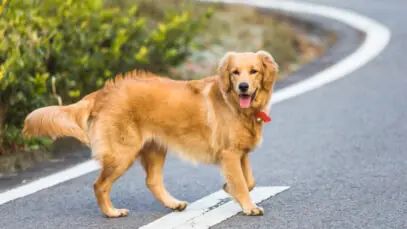 golden retriever