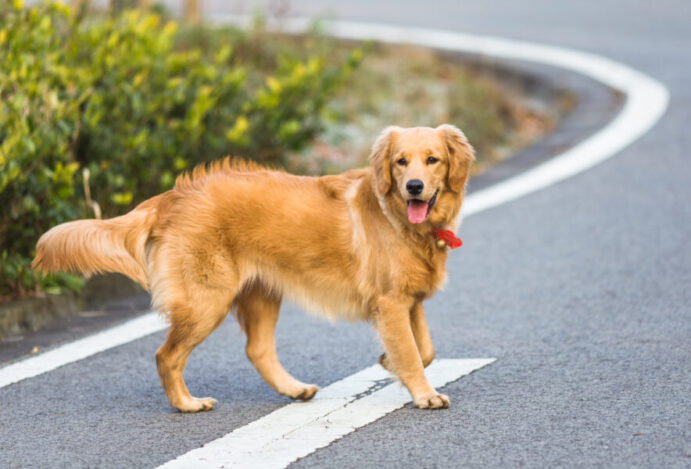 golden retriever