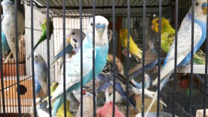 Mortes de animais