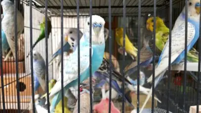Mortes de animais