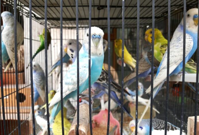 Mortes de animais