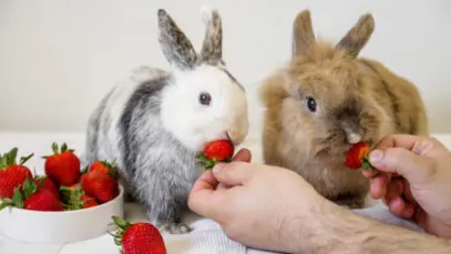 coelhos podem comer