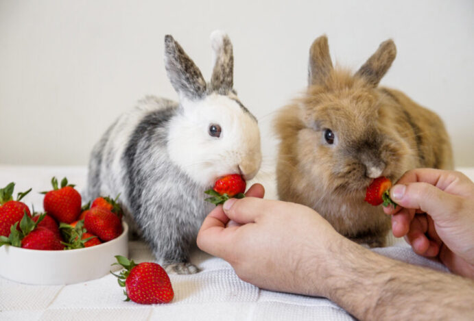 coelhos podem comer