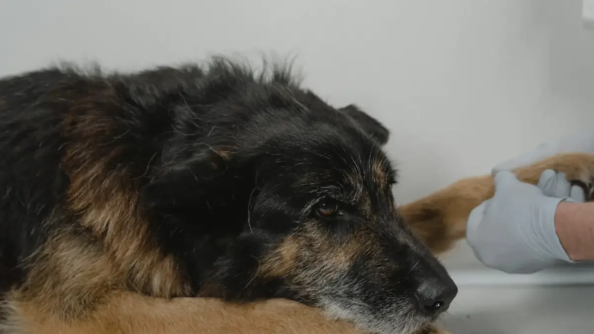 Parvovirose em cães