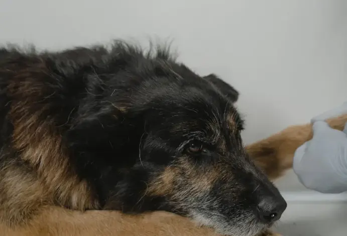 Parvovirose em cães