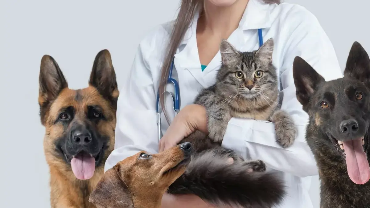 Plano de saúde para PET