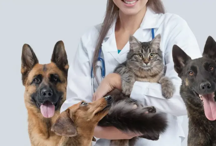 Plano de saúde para PET