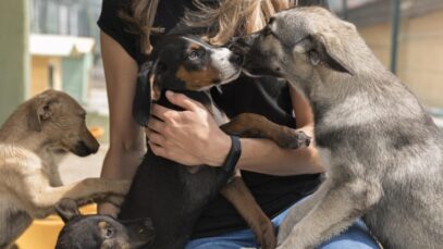 Adoção de pets