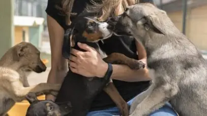 Adoção de pets