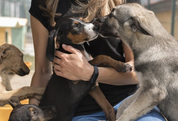 Adoção de pets