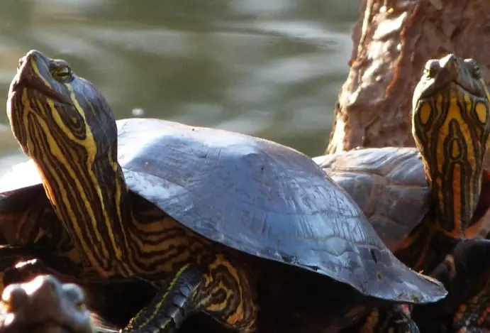 tudo sobre tartaruga tigre d'água